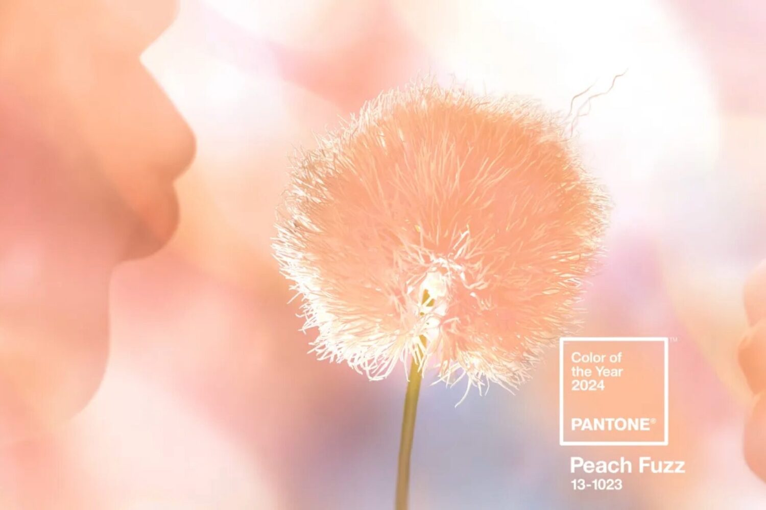 Pantone Peach Fuzz: color of the year 2024